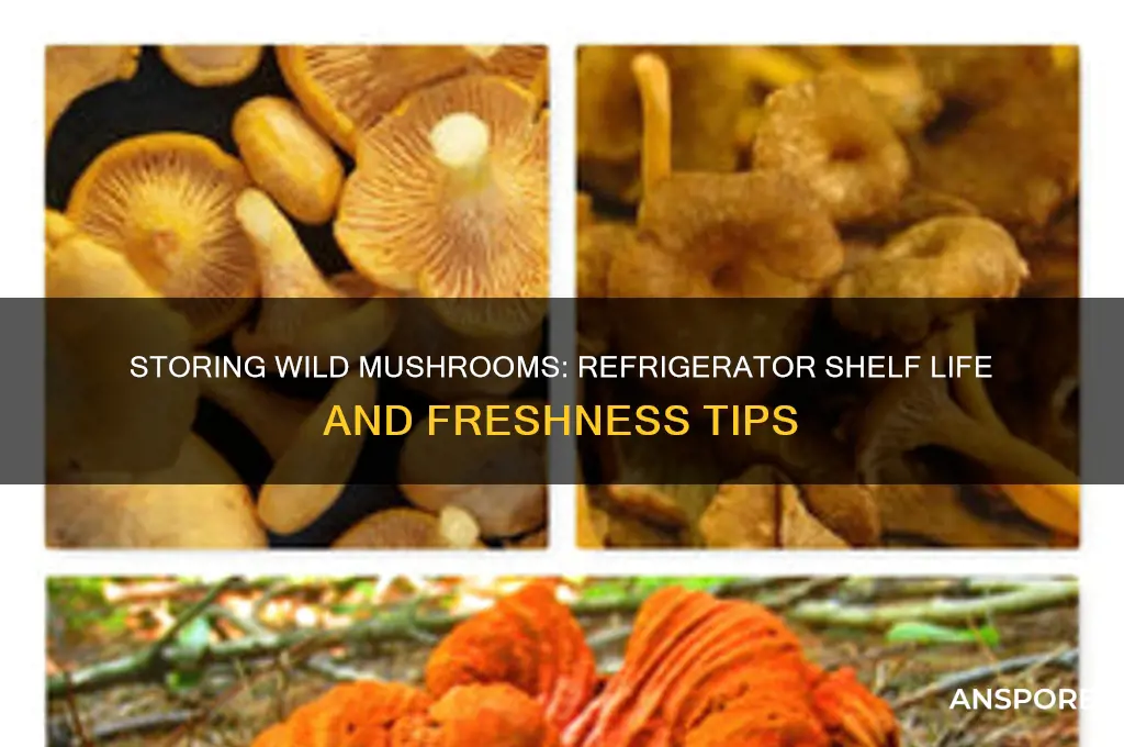 how long will wild mushrooms keep in the refrigerator