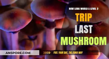 Exploring the Duration of a Level 3 Mushroom Trip: What to Expect