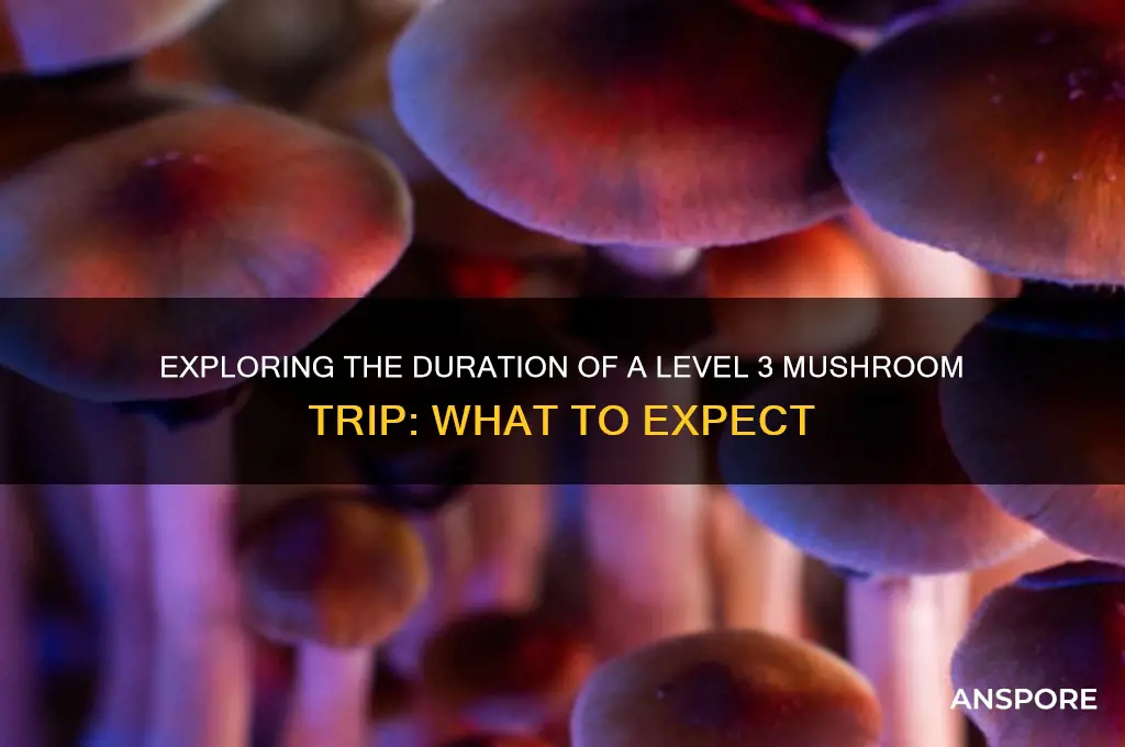 how long would a level 3 trip last mushroom