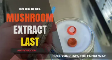 Shelf Life of Mushroom Extract: How Long Does It Last?