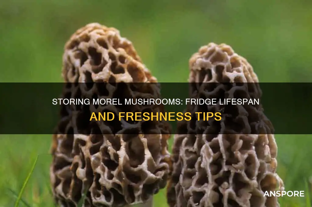 how longwill morel mushrooms hold in the f ridge