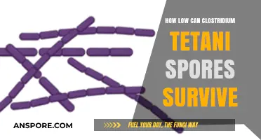 Clostridium Tetani Spores: Survival Limits in Extreme Conditions Explored