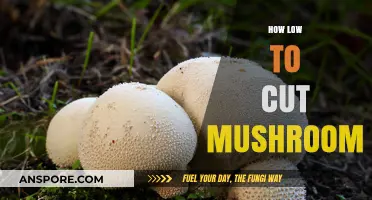 The Art of Cutting Mushrooms: Low and Slow