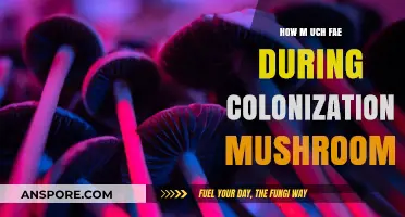 Mushroom Magic: Colonization's Ancient Fae Connection