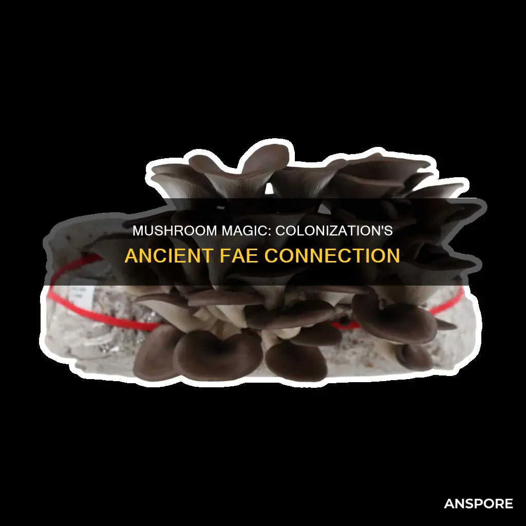 how m uch fae during colonization mushrooms