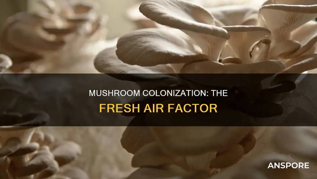 how m uch frsh air during colonization mushrooms