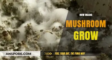 Unveiling the Mystical Journey: How Magic Mushrooms Grow Naturally