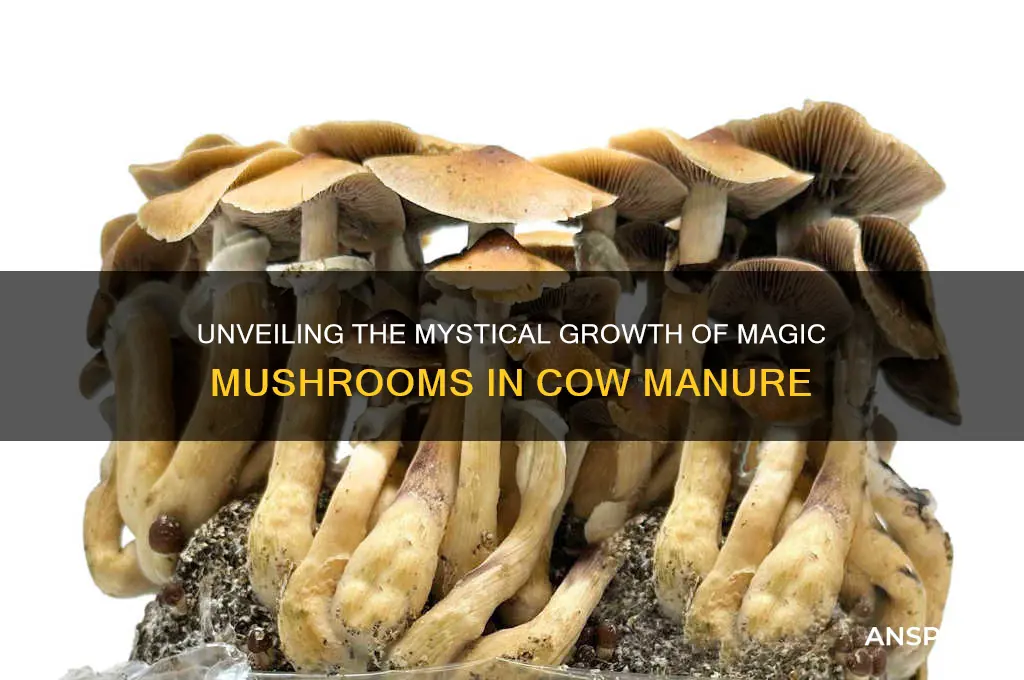 how magic mushrooms grow in cow manure