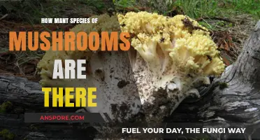 Mushroom Kingdom: Exploring the Countless Species