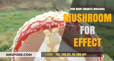 Amanita Muscaria Trip: How Many Mushrooms for Effects?