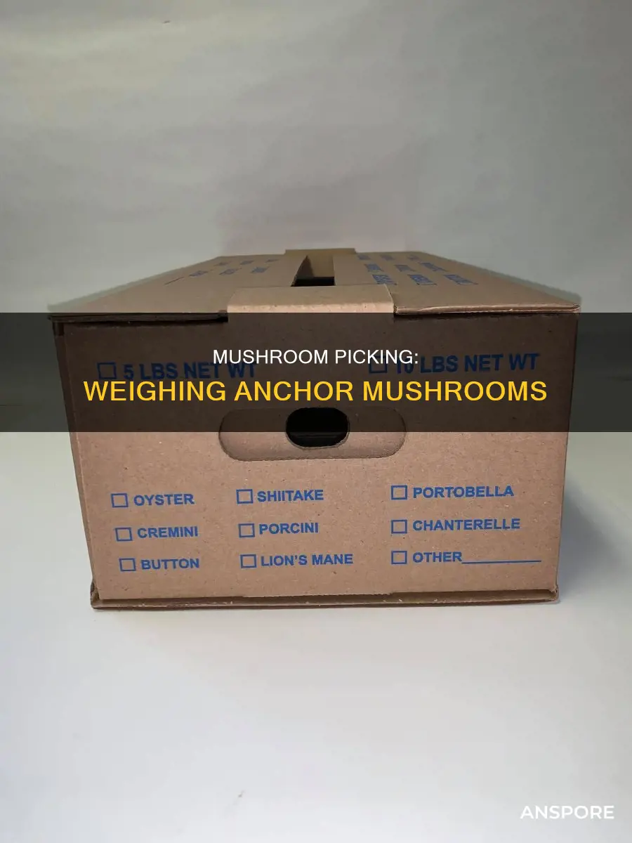 how many anchor mushrooms are in a pound