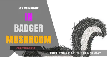 Tracking Badgers in the Mushroom Field