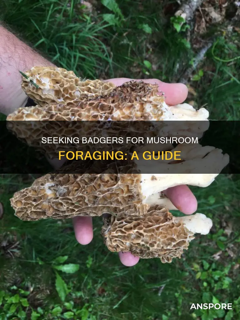 how many badgers before mushroom