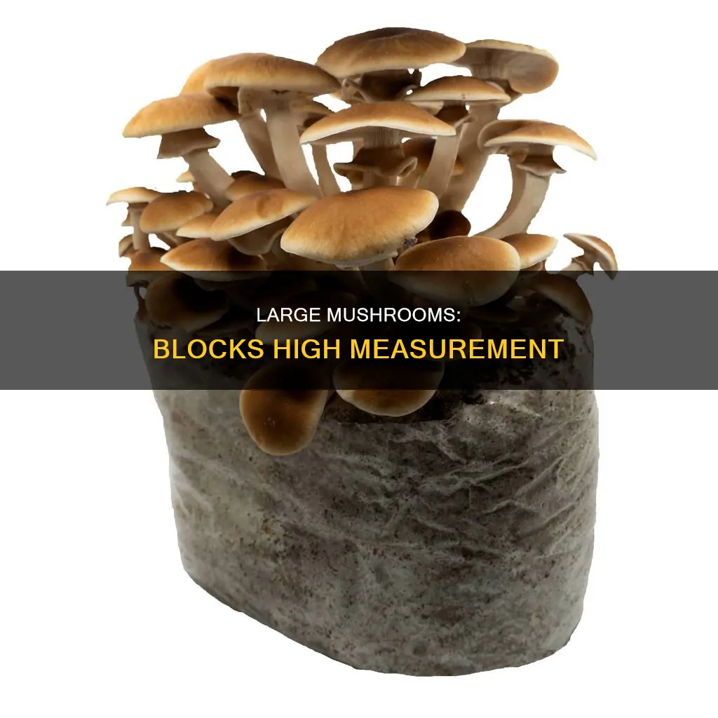 how many blocks high is a large mushroom