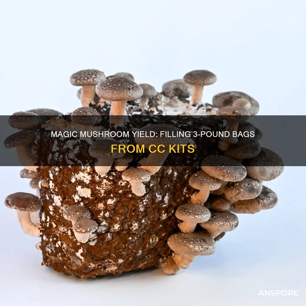 how many cc into 3 lb bag cubensis mushroom