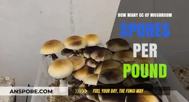 Unlocking Magic Mushroom Power: CC to Pound Ratio