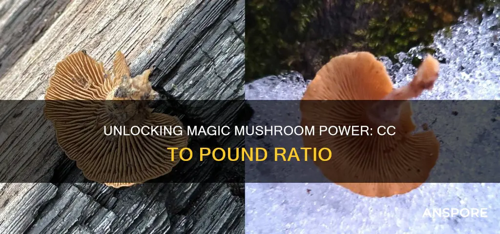 how many cc of mushroom spores per pound
