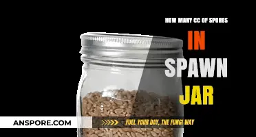 Calculating Spores in Spawn Jars: Understanding CC Measurements