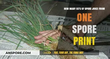 Maximizing Spore Juice Yield: Extracting CCs from a Single Spore Print