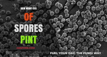 Understanding the Volume of Spores in a Pint: CCs Explained