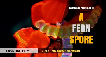 Unveiling the Microscopic World: Cell Count in Fern Spores