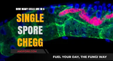 Understanding the Cellular Composition of a Single Spore on Chegg