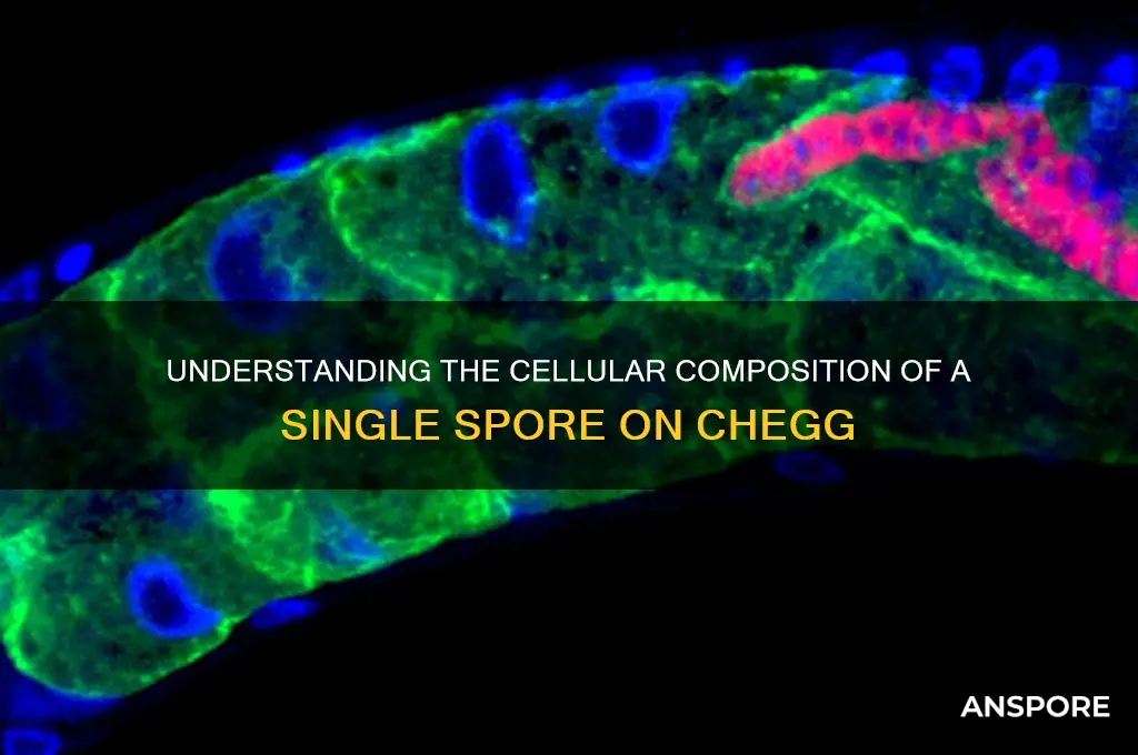 how many cells are in a single spore chegg