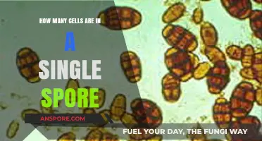 Unveiling the Microscopic Mystery: Cell Count Within a Single Spore