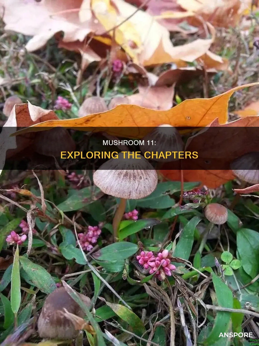how many chapters in mushroom 11