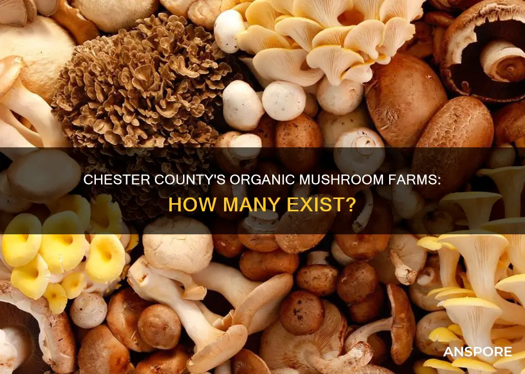 how many chester county mushroom farms are organic