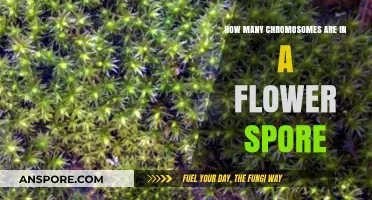 Unveiling the Chromosome Count in Flower Spores: A Botanical Insight