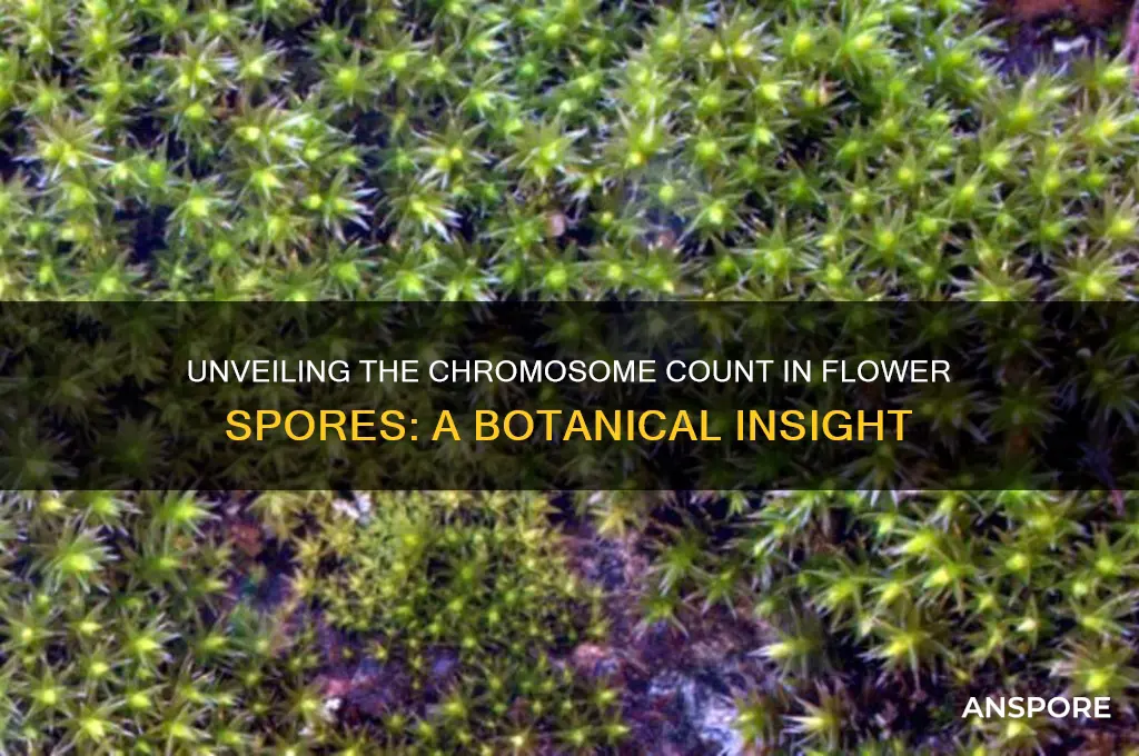how many chromosomes are in a flower spore