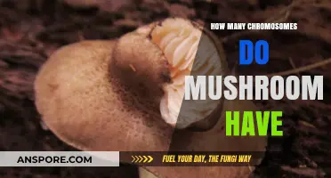 Chromosome Mystery of Mushrooms