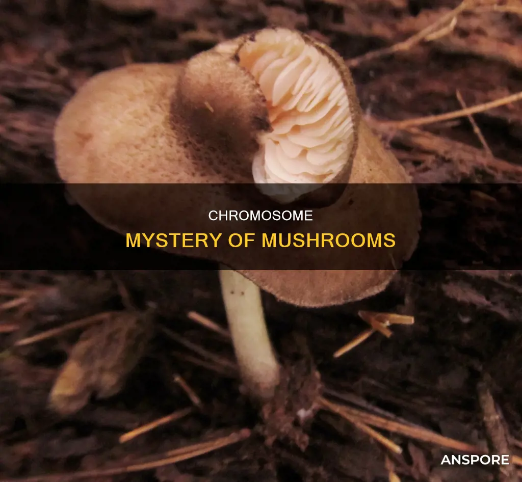 how many chromosomes do mushrooms have