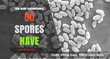 Unveiling the Chromosome Count in Spores: A Genetic Exploration