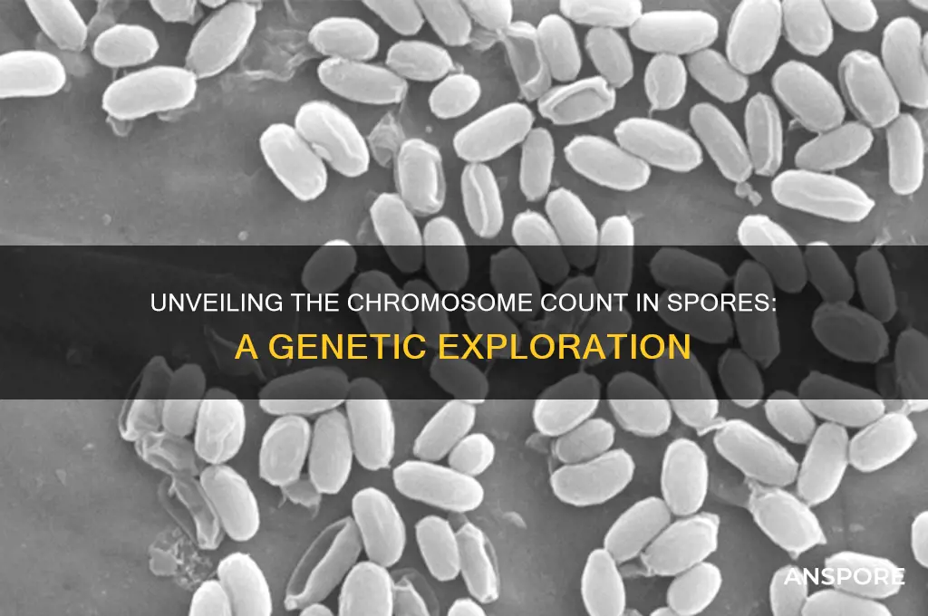 how many chromosomes do spores have