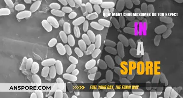 Understanding Spore Chromosome Count: A Comprehensive Genetic Breakdown
