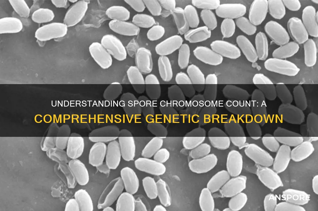how many chromosomes do you expect in a spore