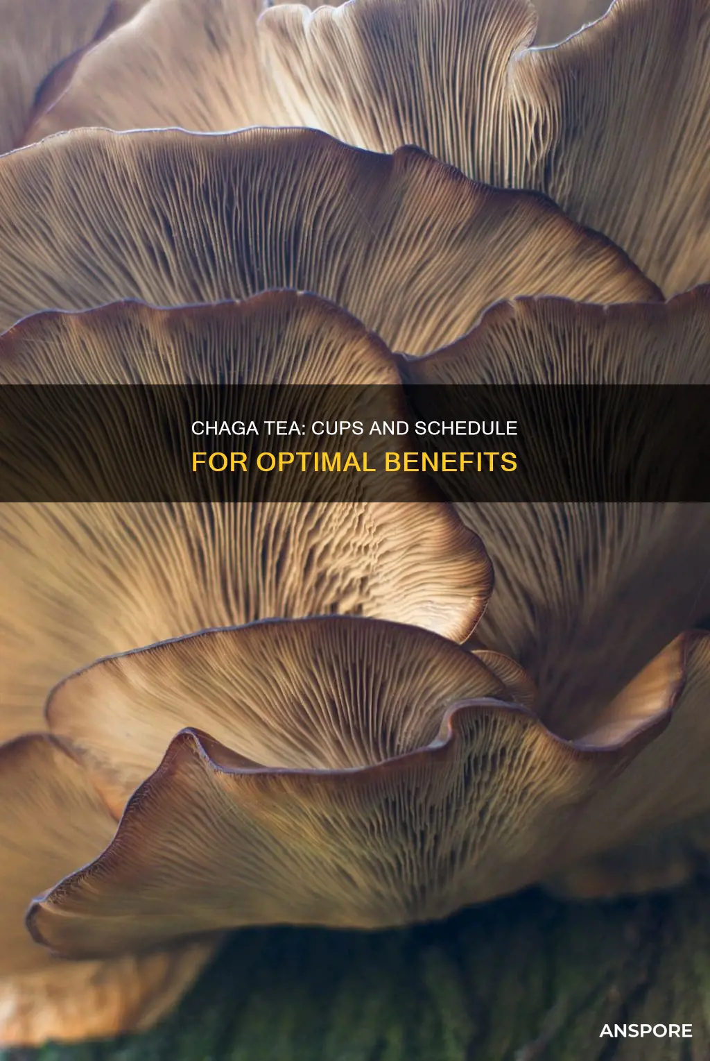 how many cups and when to drink chaga mushroom tea