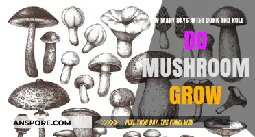 Mushroom Growth Timeline: Post-Dunk and Roll Cultivation Explained