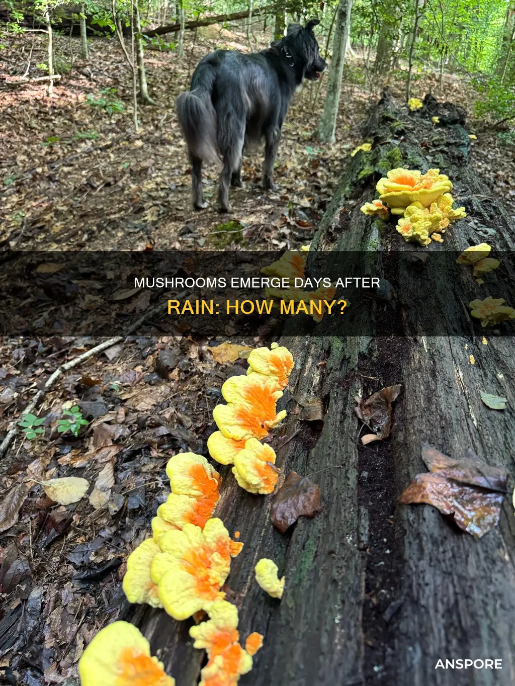 how many days after rain do mushrooms appear