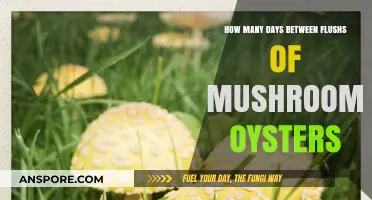 Oyster Mushroom Flush Frequency: Days Between Harvests