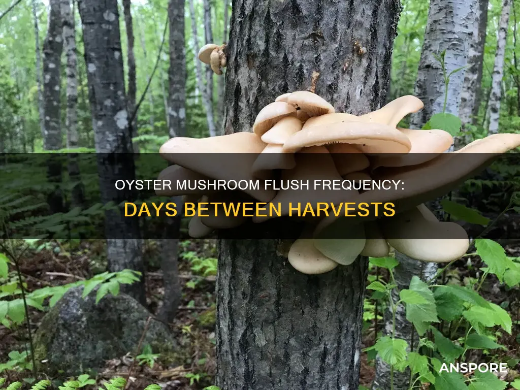 how many days between flushs of mushrooms oysters