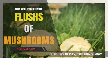 The Magic Mushroom Flush Frequency