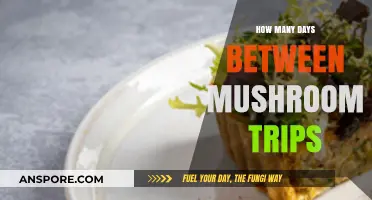 Best Practices for Planning Mushroom Trips