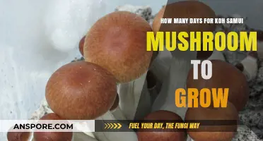 Koh Samui Mushroom Growth Timeline: Days to Harvest Explained