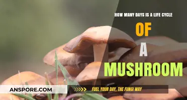 Mushroom Life Cycle: A Quick Guide to Days