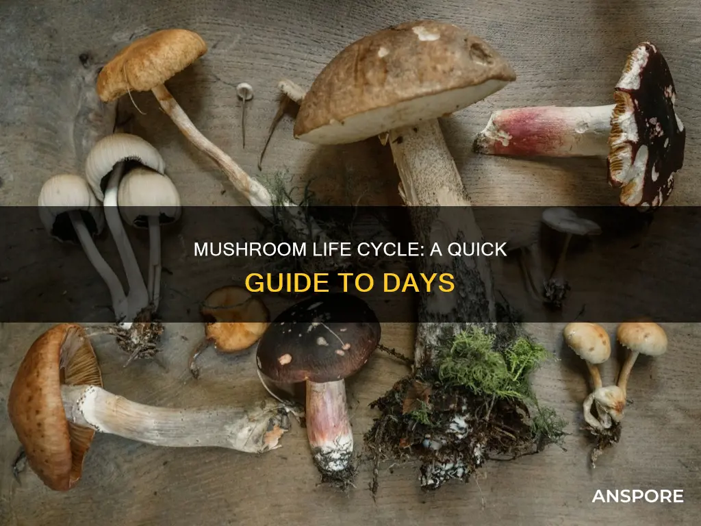 how many days is a life cycle of a mushroom