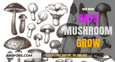 Mushroom Growth Timeline: Understanding How Long Mushrooms Take to Develop