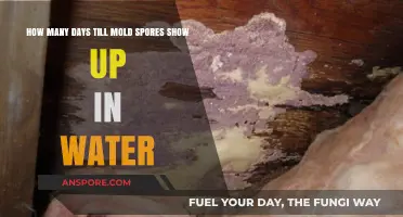 When Do Mold Spores Appear in Water? A Timeline Guide